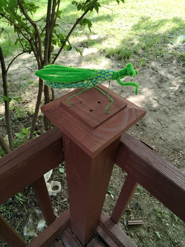 Praying mantis standing guard - praying,